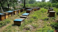 Beekeeping techniques: how to keep bees? Introduction to the method of apiculture in Chinese bee mode