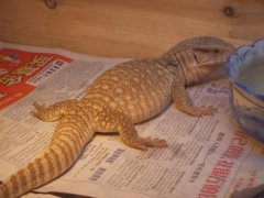 Plain monitor lizard breeding course: how to raise plain monitor lizard? Basic feeding of plain monitor lizard