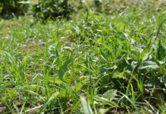 Planting technique of Pinellia ternata: the planting method of Pinellia ternata: the difficulty of planting Pinellia ternata