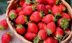 Is Taiwan famous for strawberries? What are the benefits of strawberries?