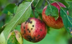 Apple scab prevention and control methods, what are the specific drugs for apple scab?