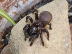 Spider feeding: novice tools for raising spiders and spider feeding soil