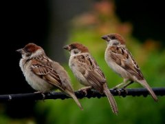 Are sparrows good birds or bad birds? Is it good or bad that sparrows are getting fewer and fewer?