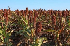 When is sorghum harvested? How much does it cost to buy sorghum now?