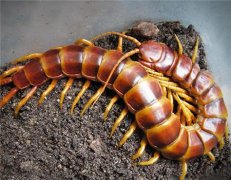 Was bitten by centipede how to handle? What is the effect and function of Chinese medicine centipede