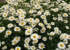 Can daisies live in summer? How to raise daisies more exuberantly?