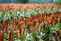 Sweet Sorghum planting Technology: what is Sweet Sorghum? There are some differences between sweet sorghum and sorghum.