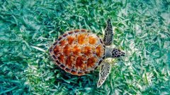 What are the living fossils of the animal kingdom? What are the main characteristics of green turtles?