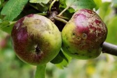 How does apple black star disease scab disease do? New inventions of specific drugs for apple scab