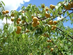 Plum tree planting: how to fertilize plum tree? Pruning time of plum trees