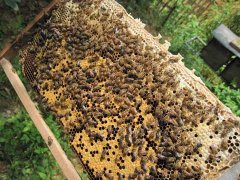 Beekeeping and beekeeping techniques, what are the insect pests of bees?