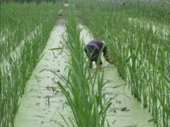 Cultivation techniques of Zizania caduciflora: changes in growth characteristics and how to fertilize Zizania caduciflora