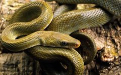 Technical guide for raising snakes: does raising snakes make money? How to introduce snakes?