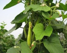 What is a flat cattail? How to pick the heart and prune the bottle gourd