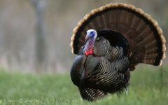 Turkey farming: does turkey farming make money? What is the profit of turkey farming?