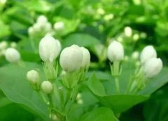 The use of Jasmine to make Tea: what are the efficacy and effects of Jasmine Tea