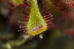 What are the insectivorous plants? Is felt moss eating insects an insectivorous plant?