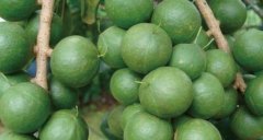 Are Hawaiian fruits grown in China? What are the conditions for planting Hawaiian fruit trees?