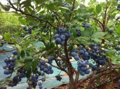 How do you eat blueberries? do you want to peel them? can you eat them? What happens if you eat too many blueberries?