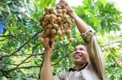 Cambodian specialty: Cambodia's local longan planting benefits are super high, and longan planting area will be expanded.