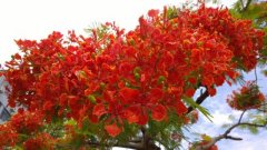 How many times a year does the Phoenix bloom? The legend of Phoenix flowers what is the meaning of the flower language of Phoenix flowers?