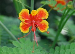 Is the life cycle of Phoenix flowers long, and how many times a year do Phoenix flowers bloom? What does a Phoenix look like?