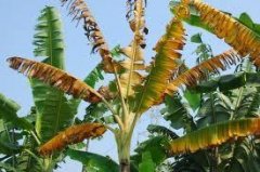 Treatment of banana yellow leaf disease: banana yellow leaf disease spreads, what is the cause of banana yellow leaf