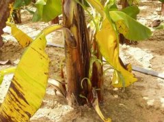 What does the treatment method of banana yellow leaf disease have? What kind of medicine is used to treat the buds of banana yellow leaf disease?