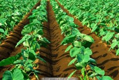 How many days is the growth period of taro? The planting method and management of taro when to plant taro