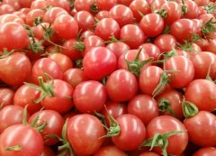 Does Millennium Tomato contain Sugar? is it genetically modified? Can you eat millennium fruit with high blood sugar?