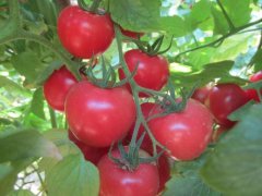 Does the millennium tomato contain sugar? What is the calorie of the millennium fruit? is it good for the fetus for pregnant women to eat the millennium?