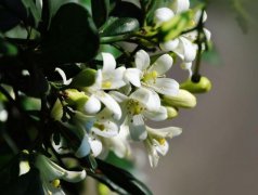 How does Qili incense sprout? When does Qili fragrant flower blossom? why does Qili fragrant flower not blossom?