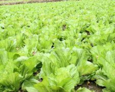 Mustard planting time and method: when is the best time to sow mustard? How many days is the growing period of mustard