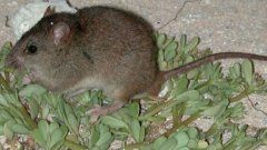 Coral naked tail mice are extinct: coral naked tail mice, a species extinct due to climate, recognize the importance of the environment