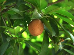 When and how big can the pistachio be picked? What kind of pistachio is ripe and hard to pick?