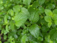 Does mint need to be watered every day? How does mint grow well? how does mint wither? how to save life?