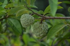 What if Sakyamuni is black and hard? Is it bad for the flesh of Sakya to turn red? can you eat it when the flesh turns red?