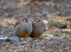 The breeding technology and profit of stone pheasant, how often does it lay eggs and how much does it cost to buy one?