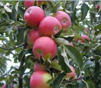 How many times a year do apple trees fertilize? What fertilizer should be applied to apple trees in spring? what chemical fertilizer is best for apple trees?