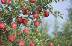 How many times a year do apple trees fertilize? What is the best fertilizer on a 2-year-old apple tree? urea is the best in a few months of apple trees.