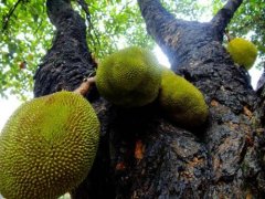 Which is more nutritious, jackfruit or durian? The difference between jackfruit and durian honey which is better, jackfruit or durian