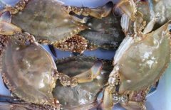 Can dead swimming crabs be eaten? How long can you keep swimming crabs dead? how long can you not eat swimming crabs?