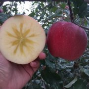 Where does China produce ice candy heart apples? How much is the market price of ice candy apple? which color is better per jin?