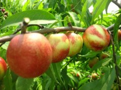 The main producing area of nectarine in China, is nectarine grafted? what tree is nectarine grafted?