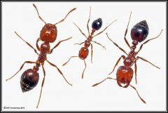 Red fire ant control program, how to deal with the symptoms of red fire ant bite