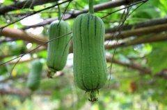 Planting method and time of towel gourd: how to grow towel gourd? Seasons and methods of planting towel gourd