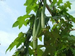 Planting method and time of towel gourd: seedling raising technology of towel gourd in early spring, how to plant towel gourd