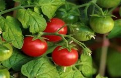 How to grow and manage tomatoes: what kind of fertilizer is used to grow tomatoes? How to fertilize tomatoes