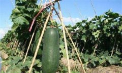 Planting technology and management of wax gourd, planting time and technology of wax gourd how to fertilize wax gourd