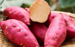 Sweet potato planting time and method: sweet potato vine how to plant methods, sweet potato planting time